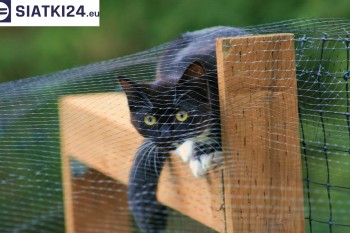 Siatki Międzyrzec - Dobra siatka balkonowa - na ptaki i dla kota dla terenów Międzyrzeca