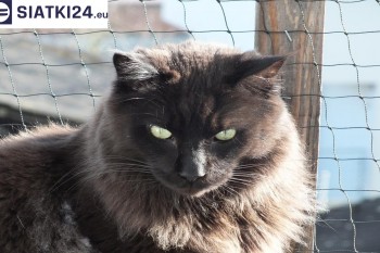 Siatki Międzyrzec - Zabezpieczenie balkonu siatką - Kocia siatka - bezpieczny kot dla terenów Międzyrzeca